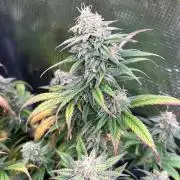 25 Liter Steckling/Cutting Grow