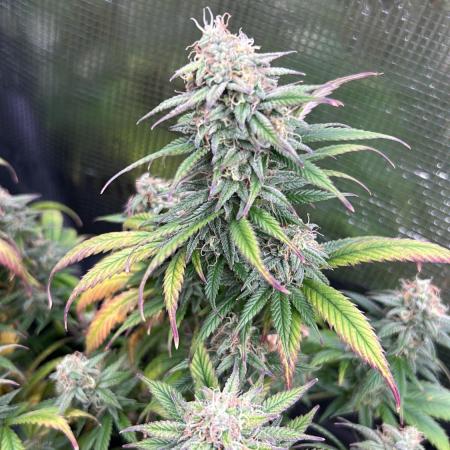 25 Liter Steckling/Cutting Grow