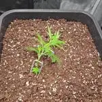25 Liter Steckling/Cutting Grow