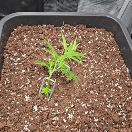 25 Liter Steckling/Cutting Grow