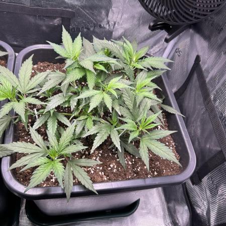 25 Liter Steckling/Cutting Grow
