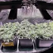 25 Liter Steckling/Cutting Grow