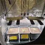 25 Liter Steckling/Cutting Grow