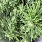 25 Liter Steckling/Cutting Grow