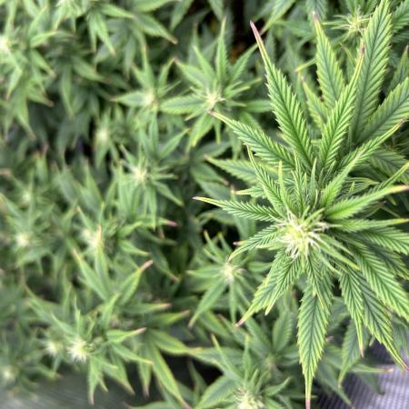 25 Liter Steckling/Cutting Grow