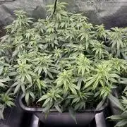 25 Liter Steckling/Cutting Grow