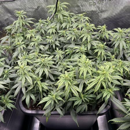 25 Liter Steckling/Cutting Grow