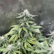 25 Liter Steckling/Cutting Grow