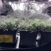 25 Liter Steckling/Cutting Grow