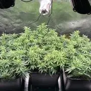25 Liter Steckling/Cutting Grow