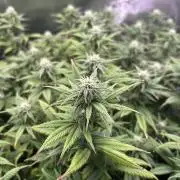 25 Liter Steckling/Cutting Grow