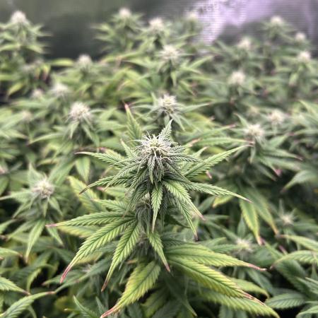 25 Liter Steckling/Cutting Grow