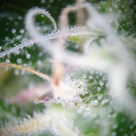 Some autos with photoperiod