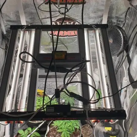 Some autos with photoperiod