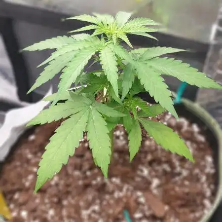 Some autos with photoperiod