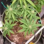 Some autos with photoperiod