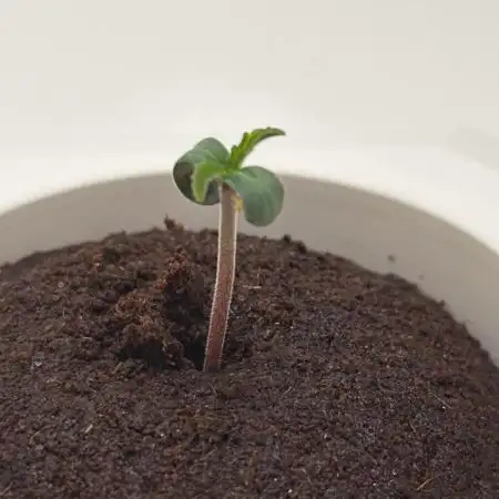Vgrow DWC 35% THC | Frozen Black Cherry