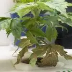 Vgrow DWC 35% THC | Frozen Black Cherry