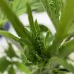 Vgrow DWC 35% THC | Frozen Black Cherry