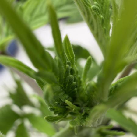 Vgrow DWC 35% THC | Frozen Black Cherry