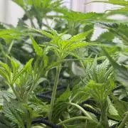 Vgrow DWC 35% THC | Frozen Black Cherry