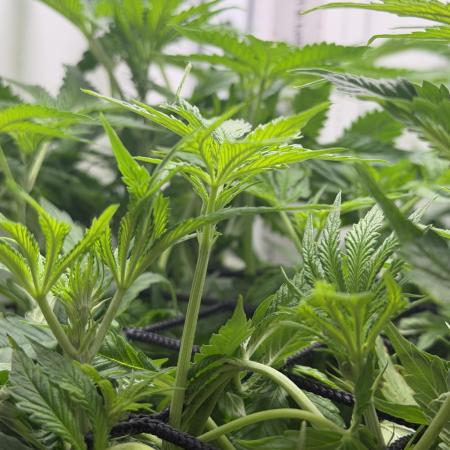 Vgrow DWC 35% THC | Frozen Black Cherry