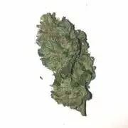 Zamnesia - Italian Gelato