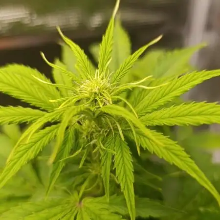 Milkyway F1 and Sweet Skunk Auto