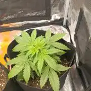 First Grow