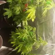 Milkyway F1 and Sweet Skunk Auto