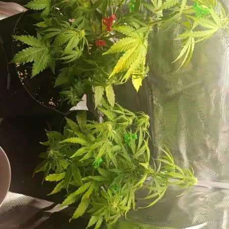Milkyway F1 and Sweet Skunk Auto