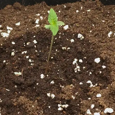 First Grow