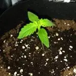 First Grow
