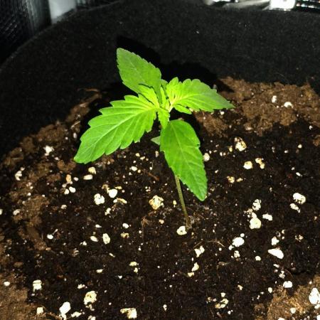 First Grow