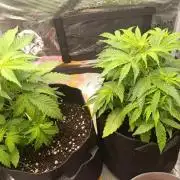 Milkyway F1 and Sweet Skunk Auto