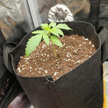 First Grow