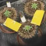 MilkyWay Autos RQS #1diary