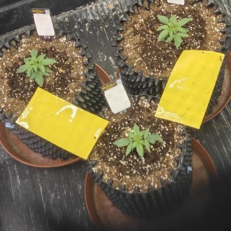 MilkyWay Autos RQS #1diary