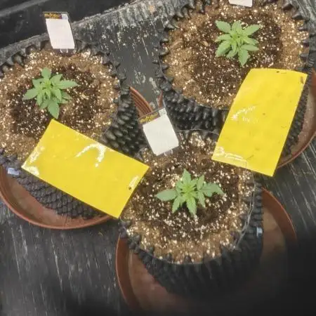 MilkyWay Autos RQS #1diary