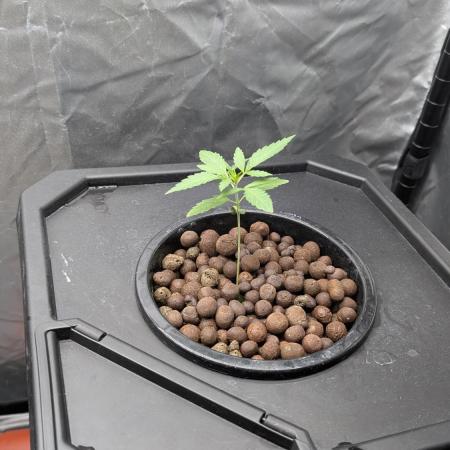 Fast Buds Mix