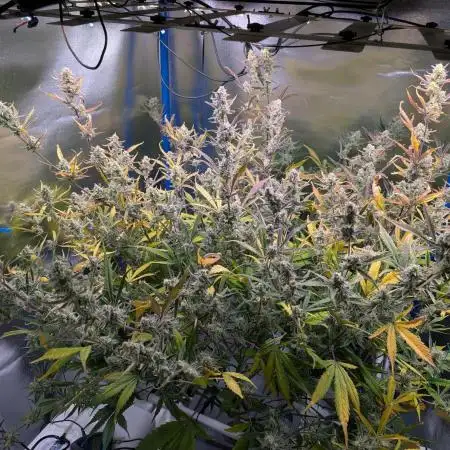 Guava Auto DWC