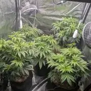 Third Indoor Grow
