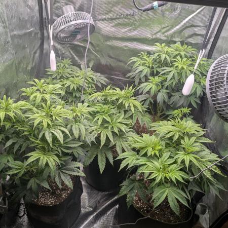 Third Indoor Grow