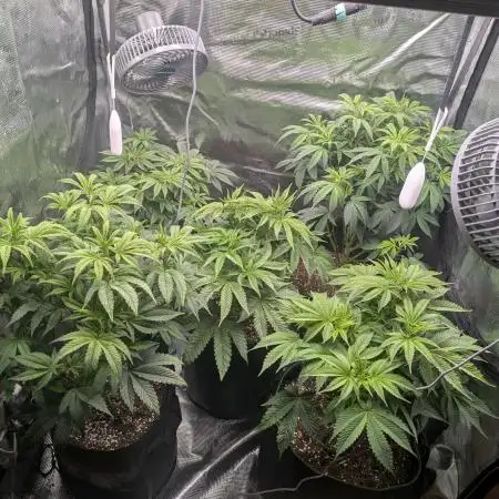 Third Indoor Grow