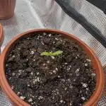 Third Indoor Grow