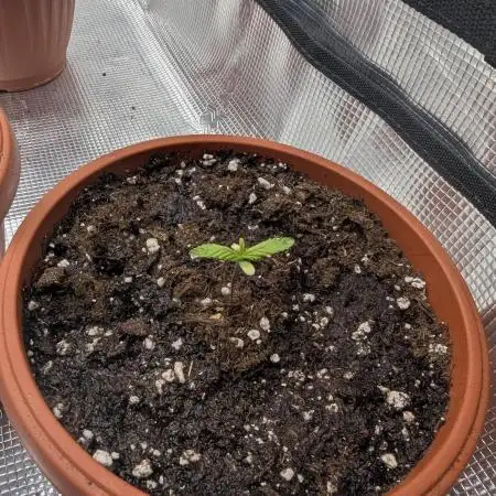 Third Indoor Grow