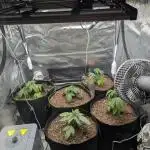 Third Indoor Grow