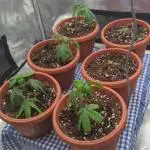 Third Indoor Grow