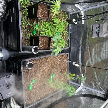 Eurobox System - Premium Cuts