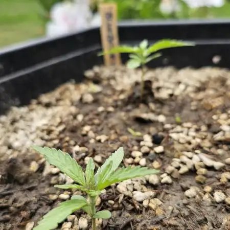 High Altitude Outdoor Kush and Friends